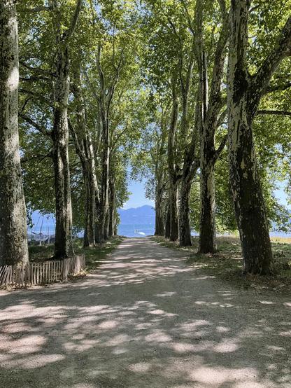 Platanenallee zum See