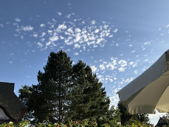 Blue sky with fluffy little clouds, a pine tree, a thatched roof, and a sunshade.