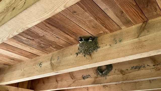 zwei Jungschwalben im Nest werden gefüttert 