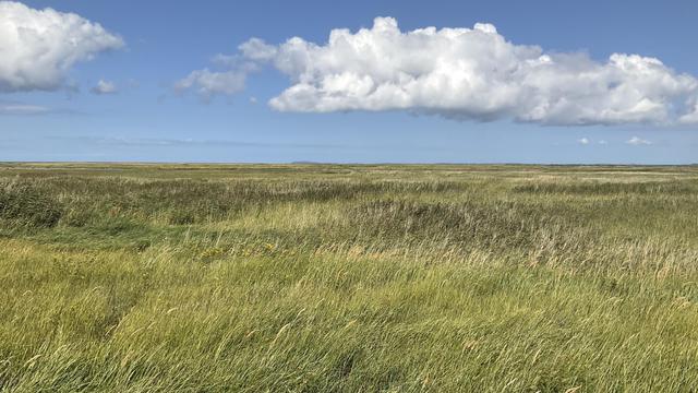 View from Pramort over the marsh. You can see the island of Hiddensee in the distance.