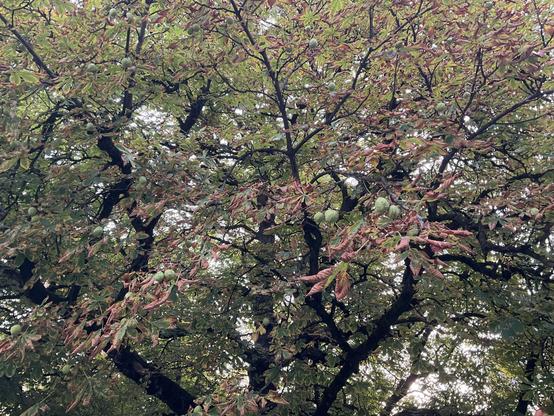 Kastanienbaum mit schon bräunlichen Blättern und noch zuen geünen Kastanien